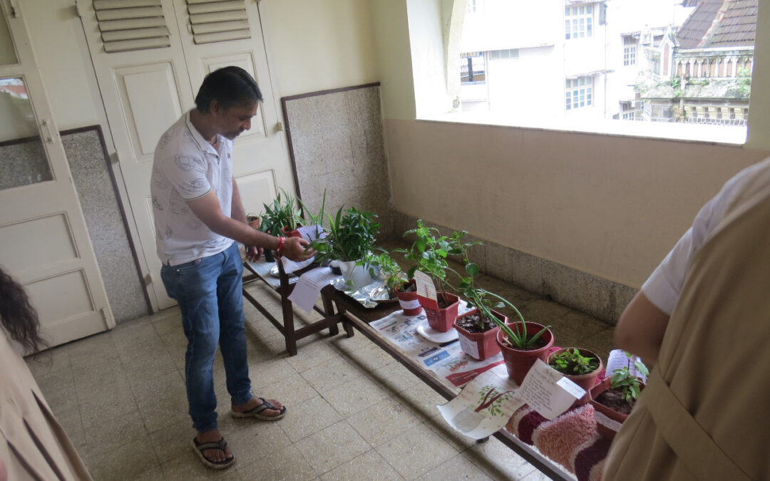 Open day and Medicinal Plant Exhibition